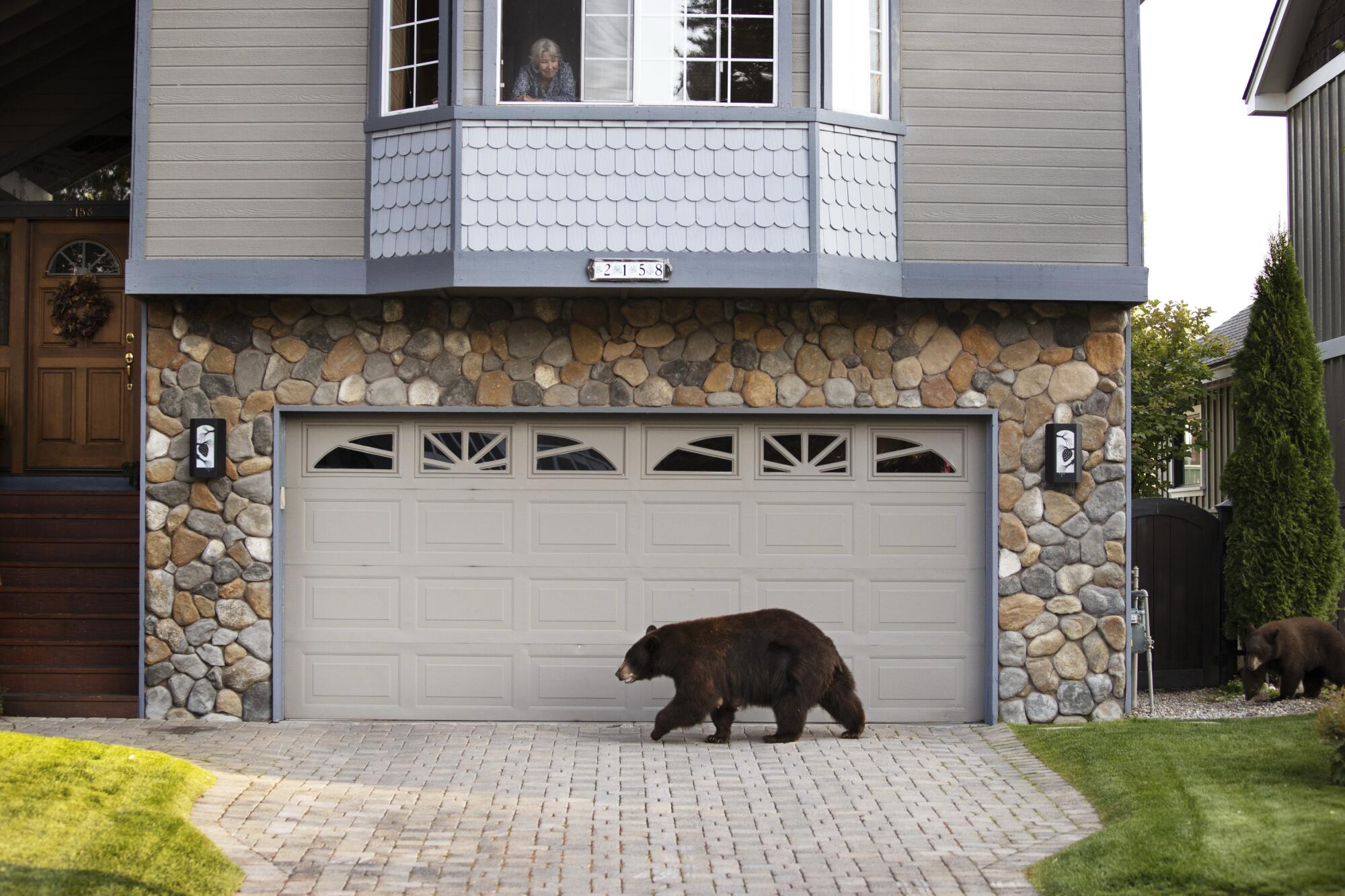A female black bear and her cub in South Lake Tahoe