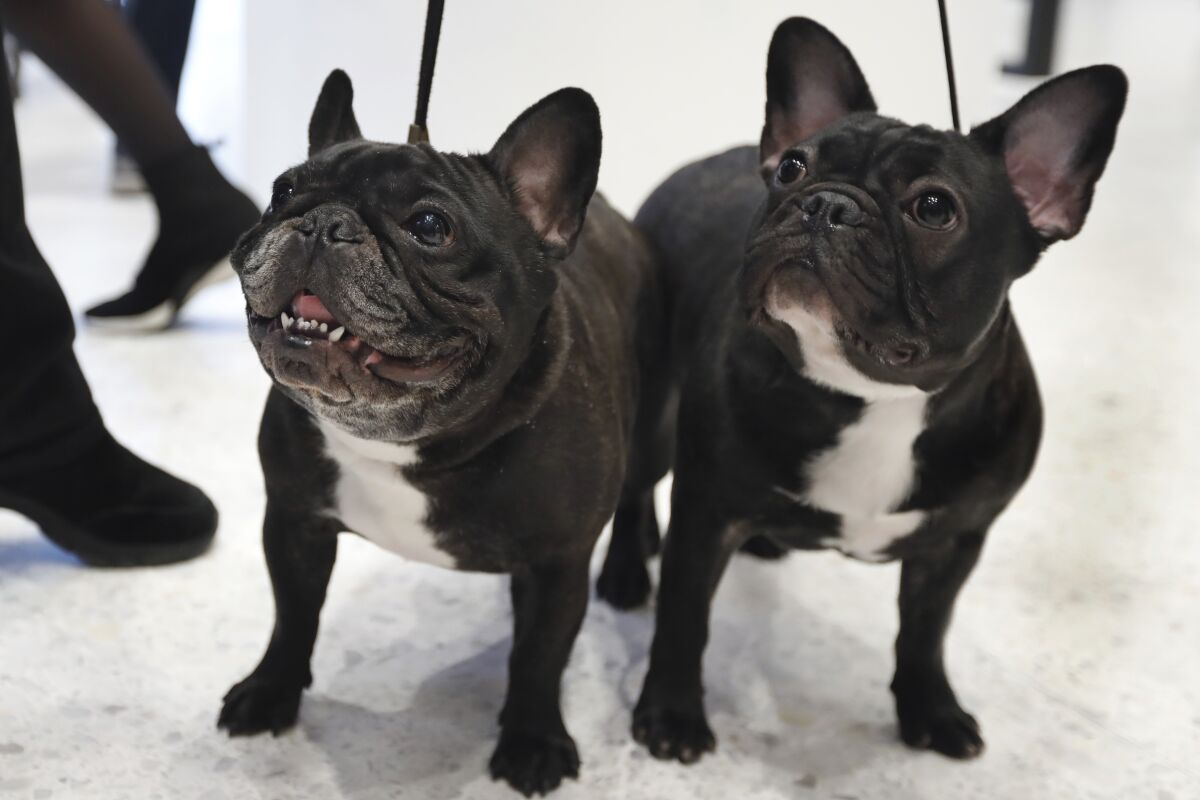 Two French bulldogs on leashes