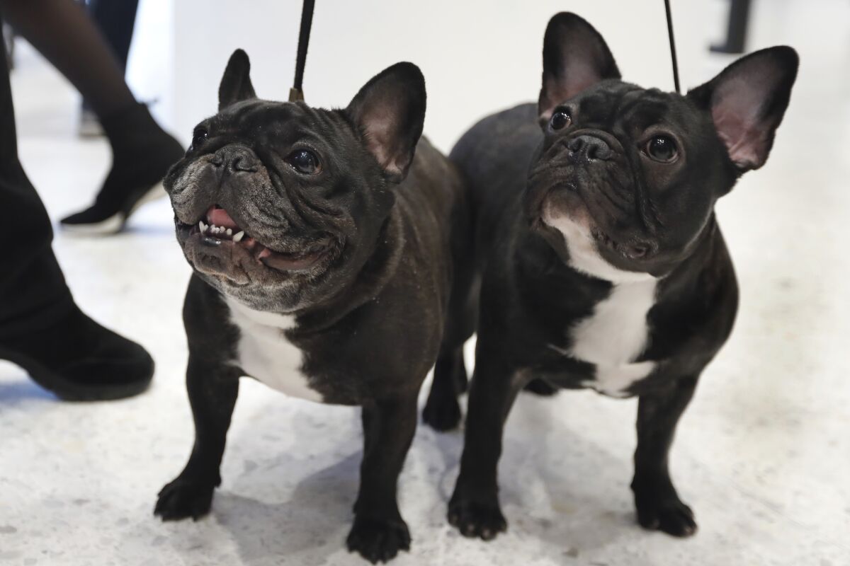 what two dogs make a french bulldog