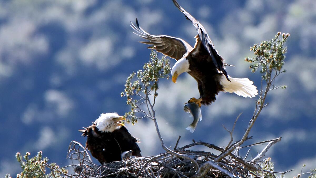Bald Eagles Are Back. And They Want to Eat Your Pets. - WSJ