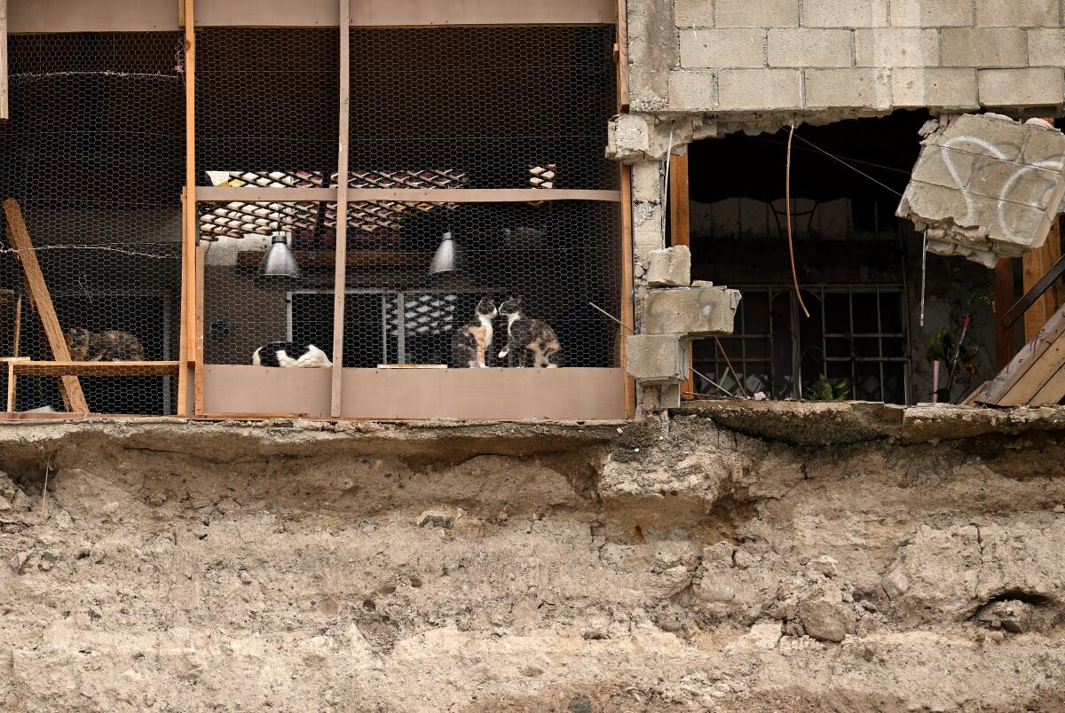 A collapsed wall exposes several cats inside a building