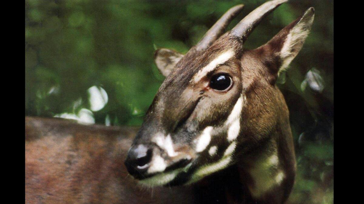 This photo taken in 1993 and released by the World Wildlife Fund shows an extremely rare Saola in Vietnam. No one knows whether the clock of extinction for the saola stands at two minutes before midnight or two minutes after.