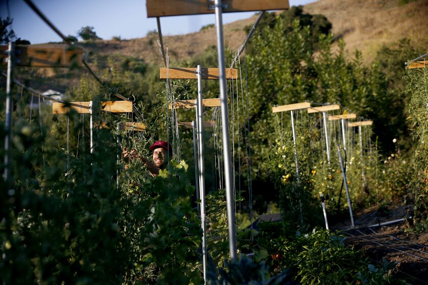 LOS ANGELES, CALIF. - AUG. 22, 2019. Eric Tomassini trims tomato plants on an urban farm, on a hill behind his home in Lincoln Heights. Tomassini and his wife Ali Greer grow a wide variety of flowers and produce on their one acre and planning to add more as they prepare the soil. They sell mostly to CSA boxes and restaurants but hope to find additional markets as they get larger. Tomassini is a chef who cooks for a Salvation Army homeless shelter and teaches homeless people how to work in a kitchen. Greer is a film and television producer. They love farming and think eventually it can pay its own way. (Luis Sinco/Los Angeles Times)