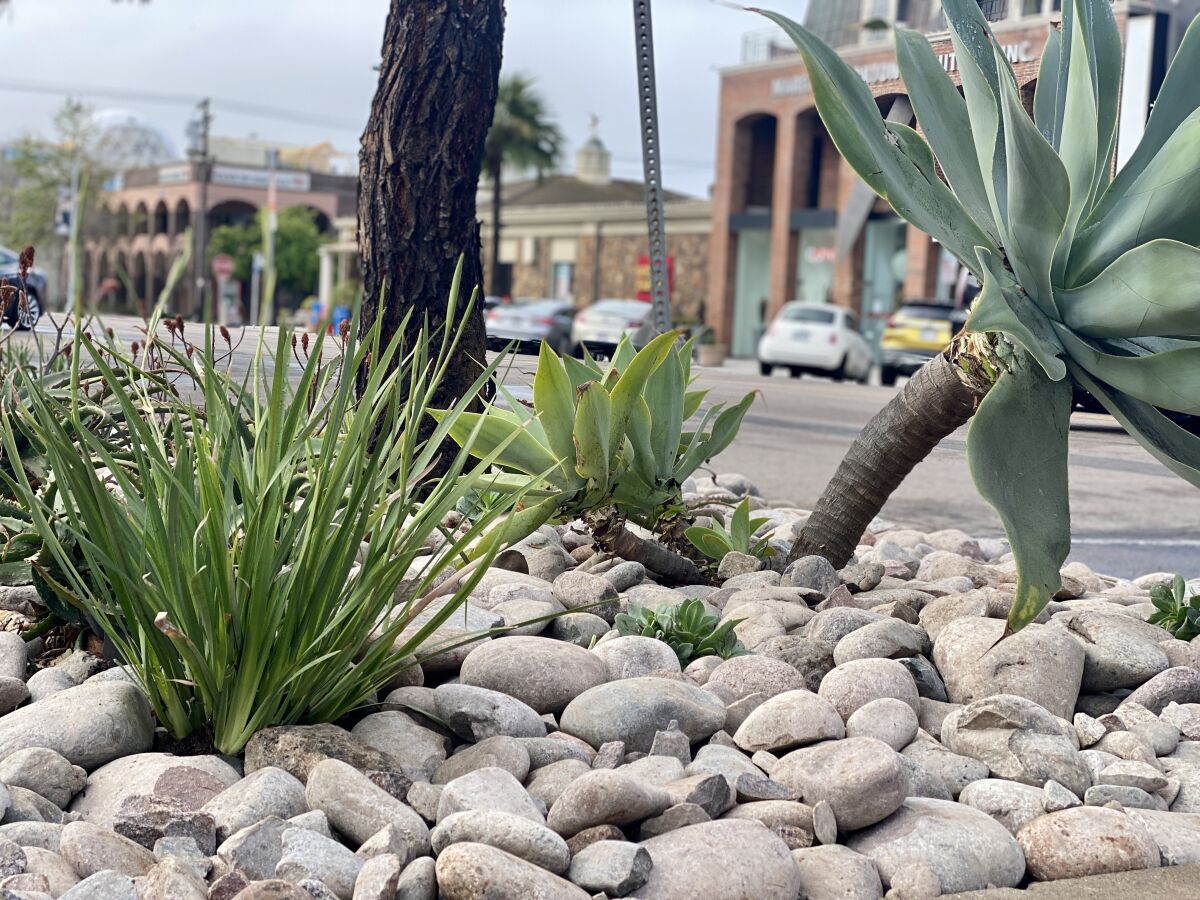 Several tree wells like this one on Girard Avenue were refreshed with new rocks and plants during Enhance La Jolla Day 