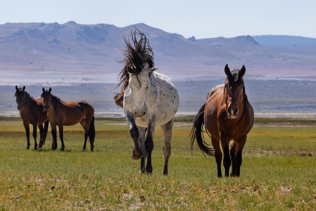 450 Wild Horses Face Relocation In Eastern Sierra Reigniting A Clash 450-wild-horses-face-relocation-in-eastern-sierra-reigniting-a-clash