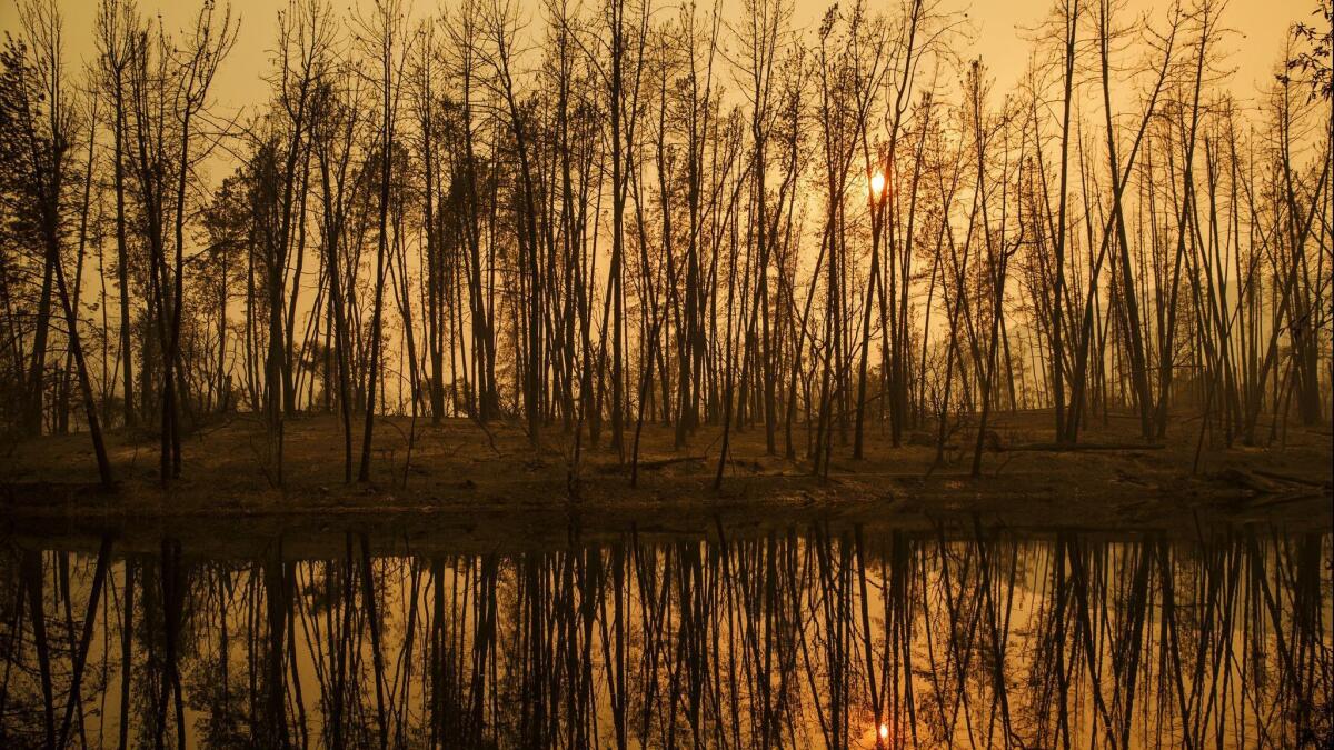 The sun sets through trees that were burned by the wildfire in Whiskeytown, Calif. on July 28.