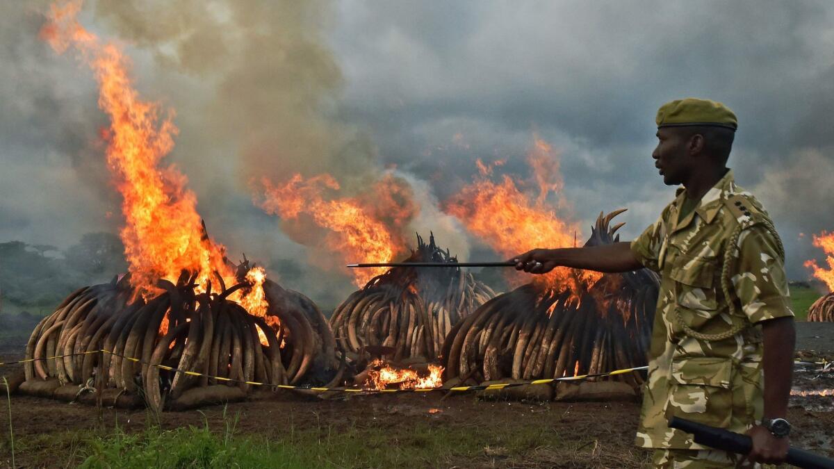 Kenya Wildlife Services rangers stand guard around illegal stockpiles of burning elephant tusks, ivory figurines and rhinoceros horns at the Nairobi National Park in April.