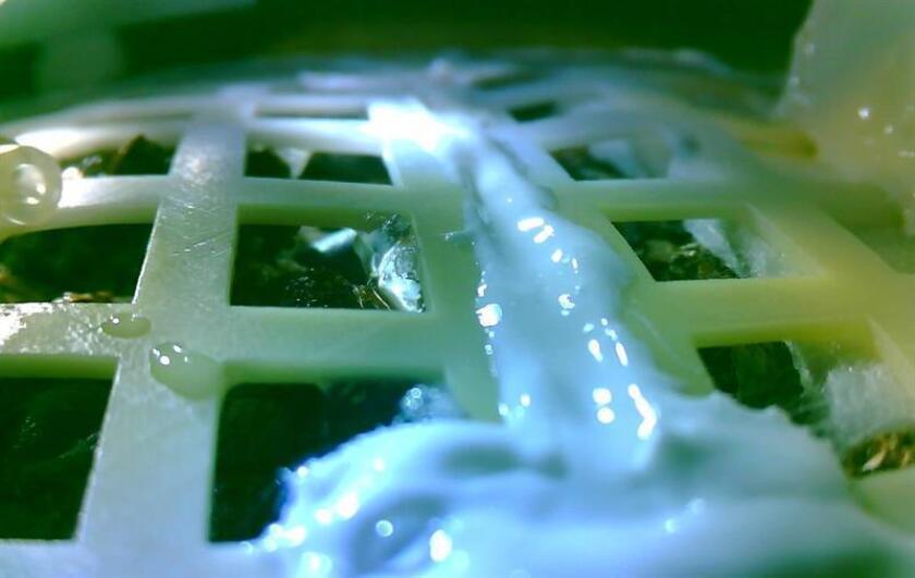 Imagen facilitada este 15 de enero de 2019, que muestra el brote de una semilla de algodón como parte de uno de los experimentos de la sonda Chang'e 4, la primera en alunizar en la cara oculta del satélite en la historia de la exploración espacial. EFE/UNIVERSIDAD DE CHONGQING/FOTO CEDIDA SÓLO USO EDITORIAL/PROHIBIDA SU VENTA