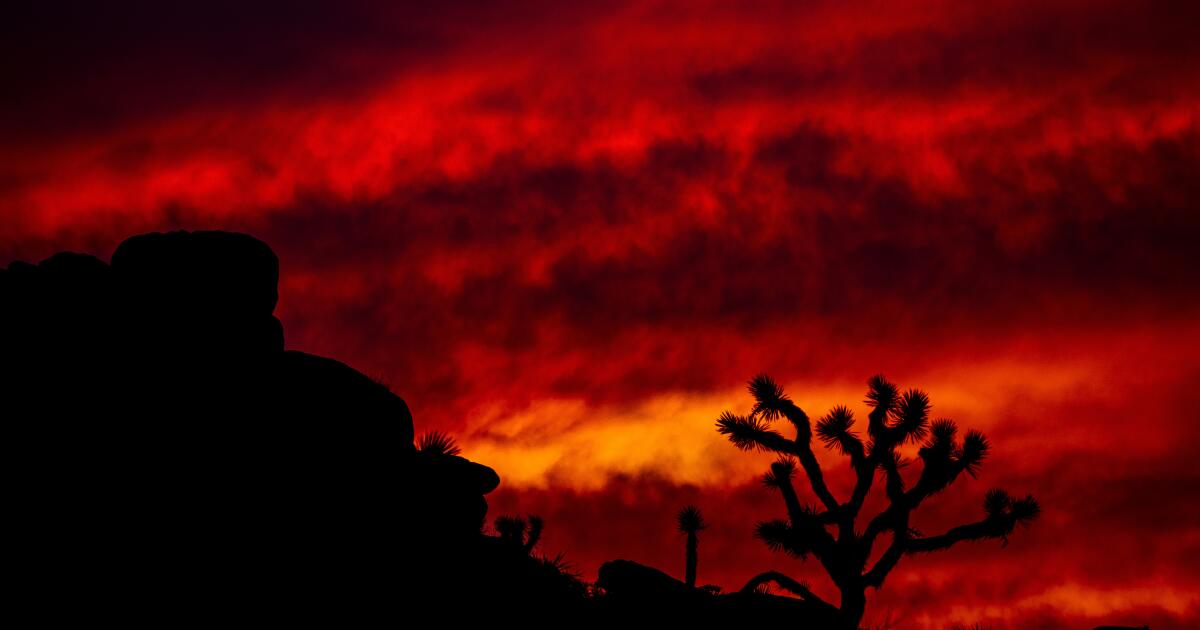 Climate change is already affecting Joshua trees, new study finds