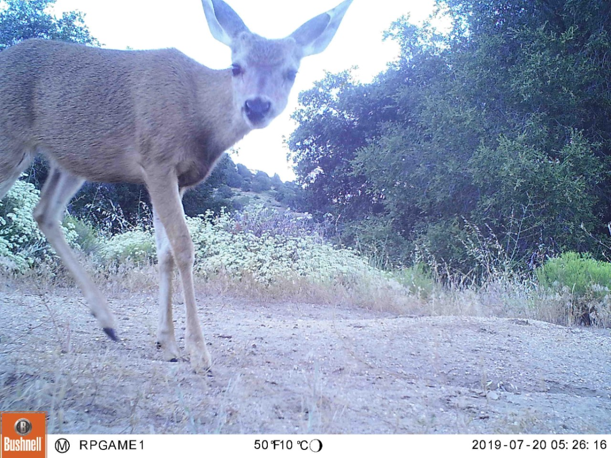 The Through-the-Lens Project will teach 6th—8th-grade students about wildlife through the lens of camera-trap photos taken in the San Dieguito River Valley.