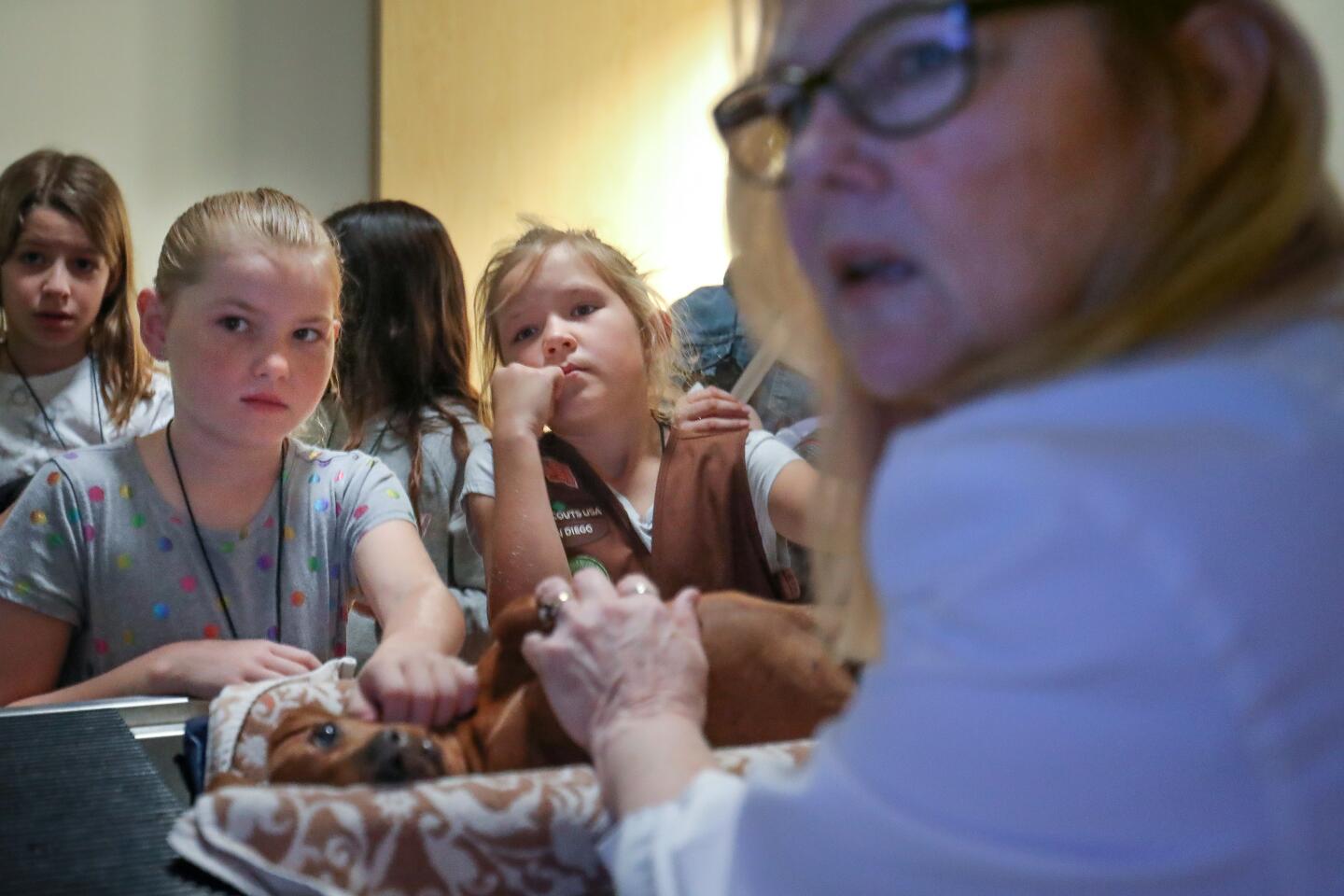 Kaylee Taylor, 9, left, helps as Charlie Heiss, 8, center, under the guidance of veterinarian, Dr. Patricia Carter, Chief of Staff at the Helen Woodward Animal Center, as they do a sonogram on Dr. Carter's dog, Gypsy, during the one-day veterinarian camp, February 8, in Rancho Santa Fe.