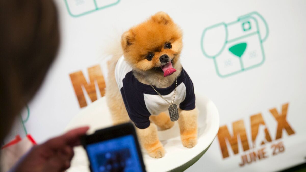 Jiff the Pomeranian, who has more than 6.1 million followers on Instagram, does publicity for a movie.