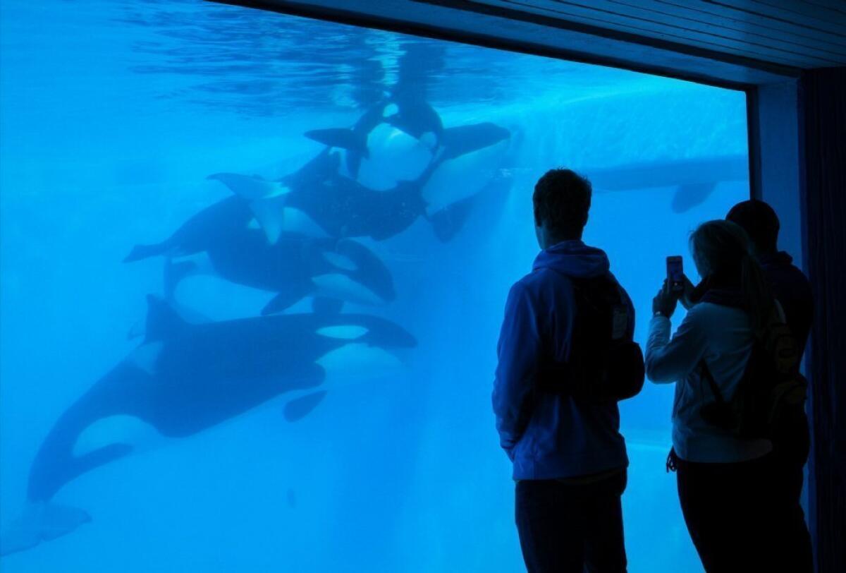 Patrons watch the Orcas play from the underwater viewing area at the Shamu Up Close attraction at Sea World in Orlando.