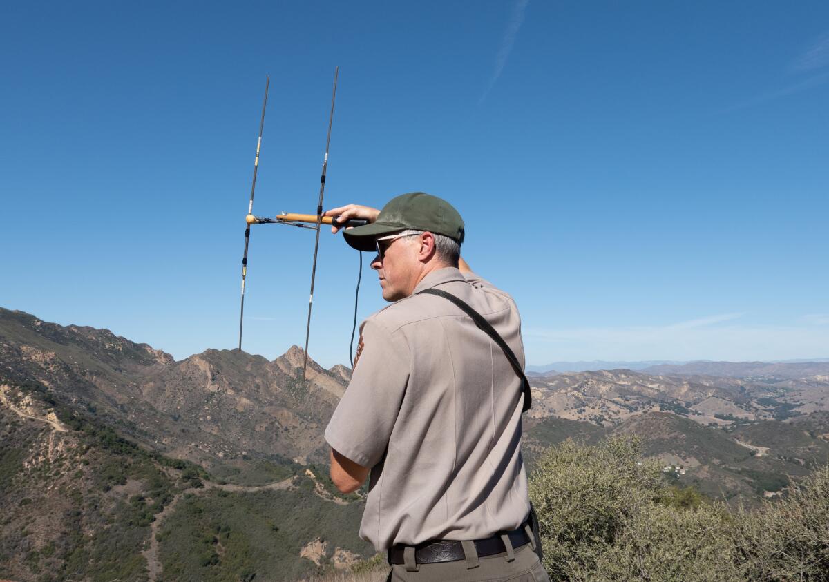 National Park Service biologist uses radio telemetry to listen for any nearby mountain lions.