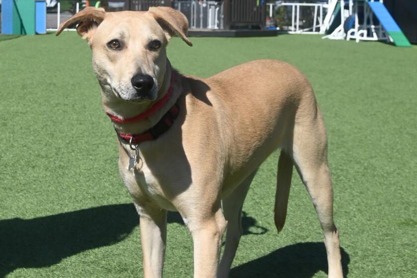 Donner, 8-month-old male Cur blend is pet of the week at Helen Woodward Animal Center.