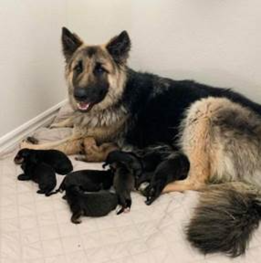 Chloe with some of her beautiful litter of 12.