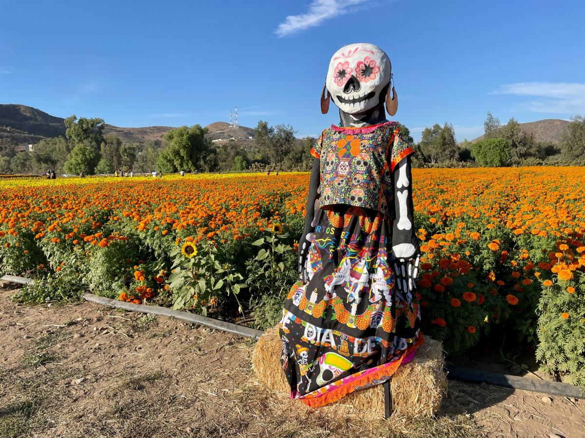 Visitantes de Cempasúchil Tijuana pueden también fotografiarse con unas catrinas que adornan el lugar.