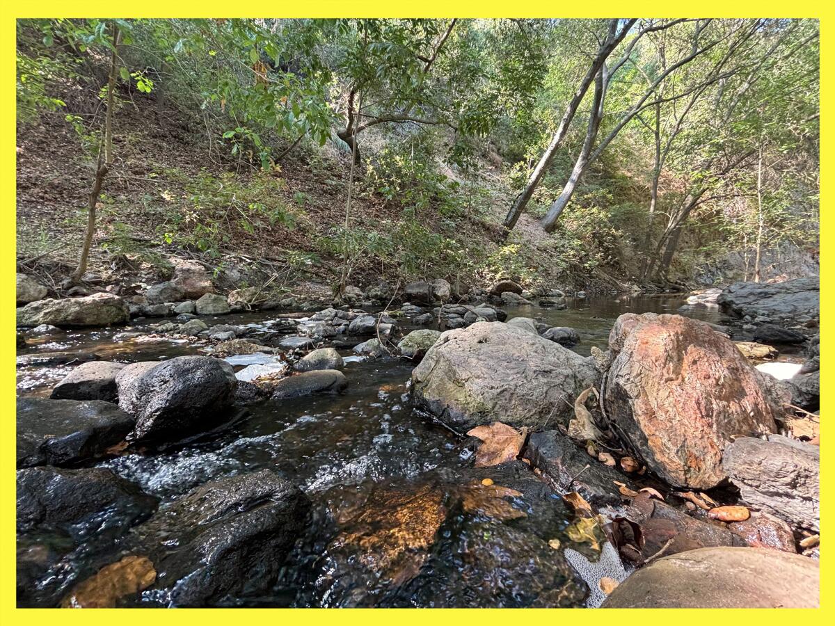 O rio saiu nas árvores.