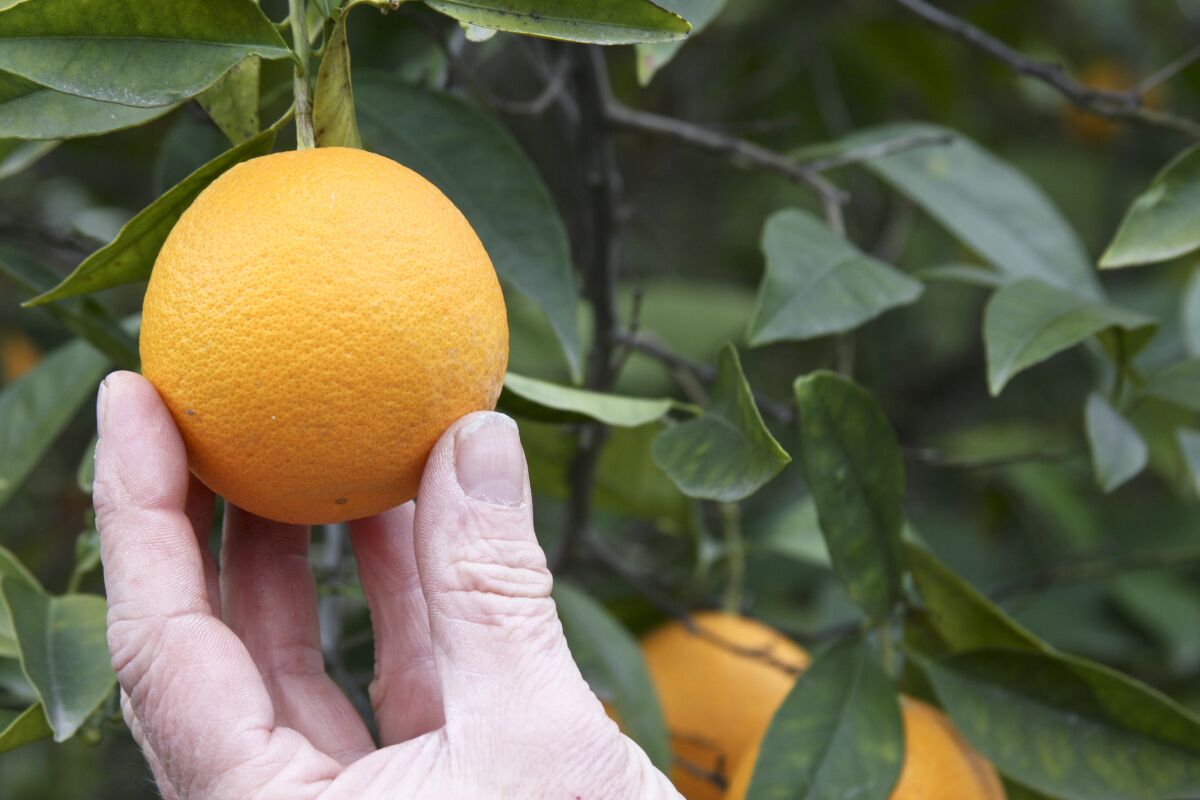 Even if the oranges on your tree have turned color, they may not be ripe yet. Taste one to determine whether it's ready.