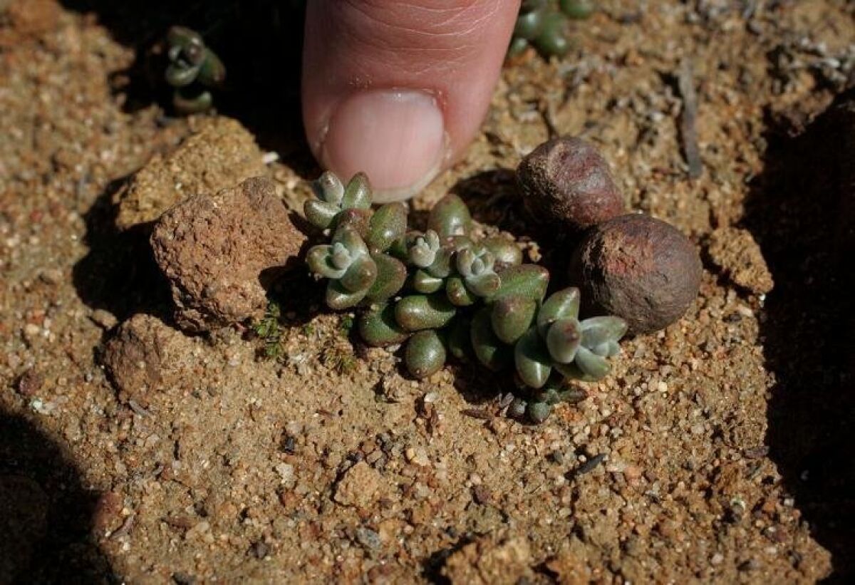 Short-leaved dudleya is among the plant life found at the vernal pools in Rancho Peñasquitos.