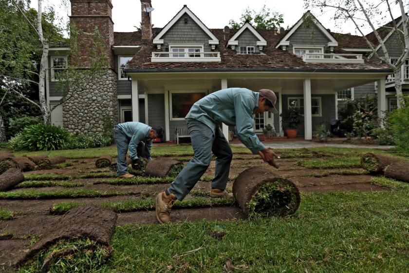 Workers remove grass from the sprawling lawn at Arcadia Councilman Tom Beck's home.