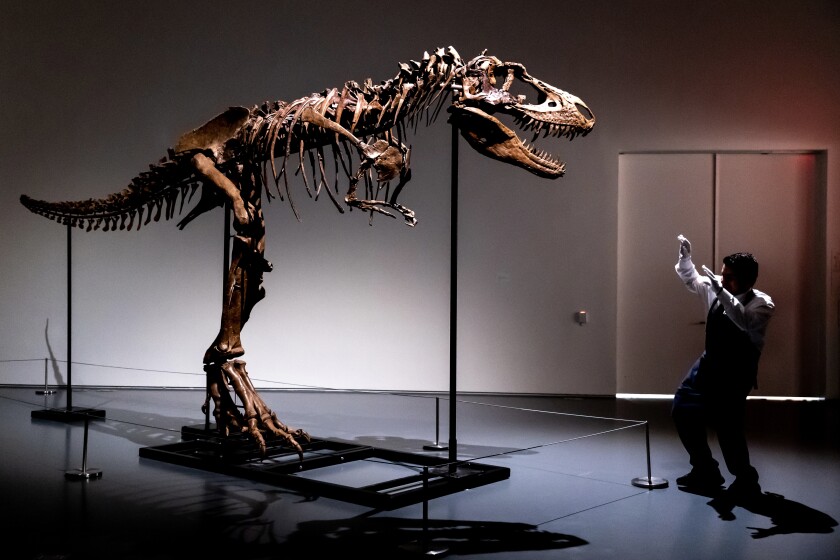 A Sotheby's New York employee demonstrates the size of a Gorgosaurus dinosaur skeleton, the first to be offered at auction, Tuesday, July 5, 2022, in New York. (AP Photo/Julia Nikhinson)
