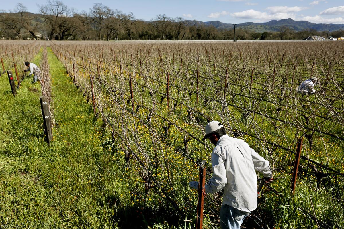 Workers prune grapevines at a Napa Valley vineyard.