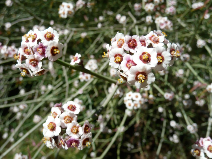 White flowers with dark pink centers on a shrub 