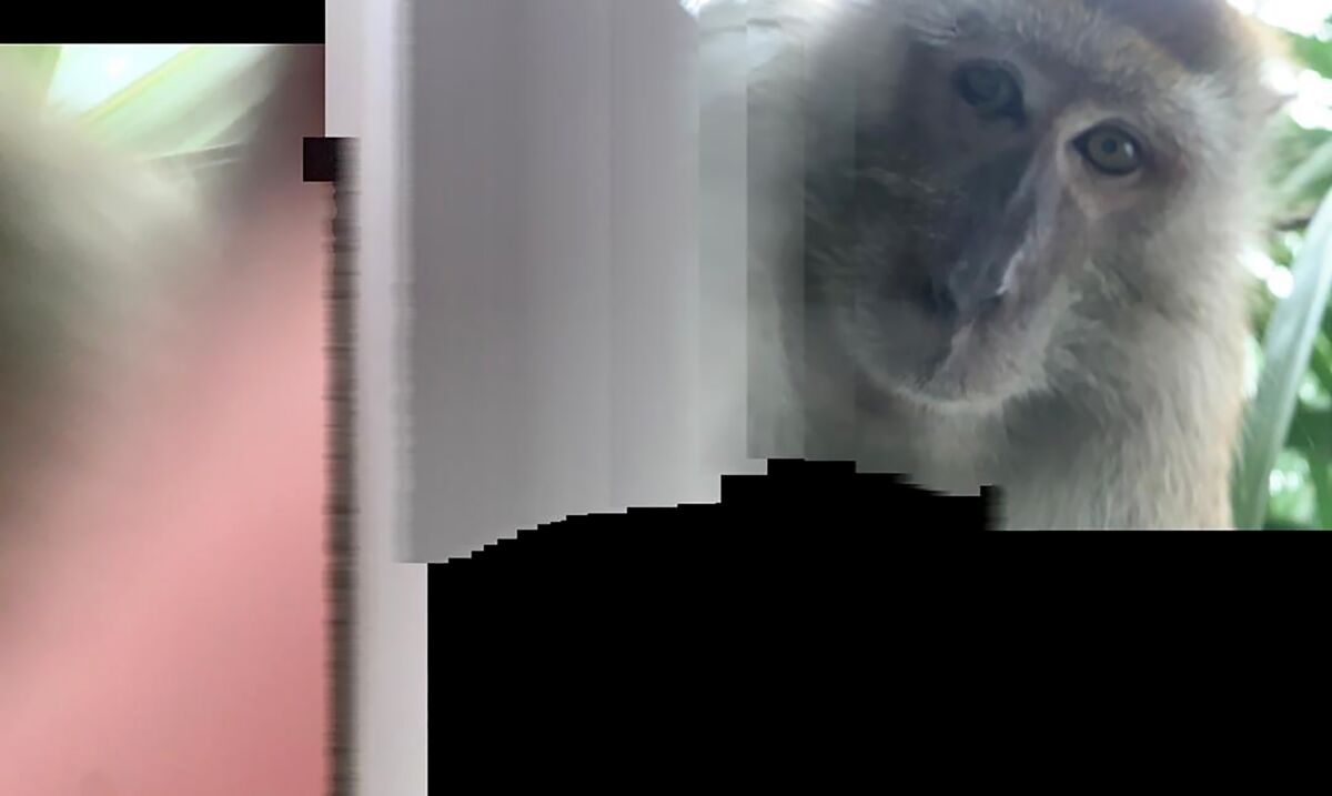 This photo taken with panorama mode but the phone wasn't turned, and provided by Zackrydz Rodzi shows a monkey which took a selfie in Batu Pahat in the southern state of Johor, Malaysia on Saturday, Sept. 12, 2020. Rodzi, a Malaysian student whose cellphone was stolen while he was sleeping has tracked down the culprit: a monkey who took photo and video selfies with the device before abandoning it.(Zackrydz Rodzi via AP Photo)