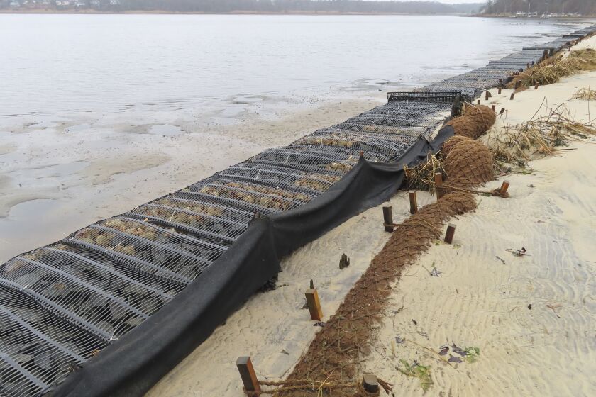Logs of coconut husk known as coir sit on the bank of the Shark River in Neptune, N.J., Jan. 31, 2023, where the American Littoral Society doing a shoreline restoration project incorporating coconut fibers. The material is being used in shoreline stabilization projects around the world. (AP Photo/Wayne Parry)