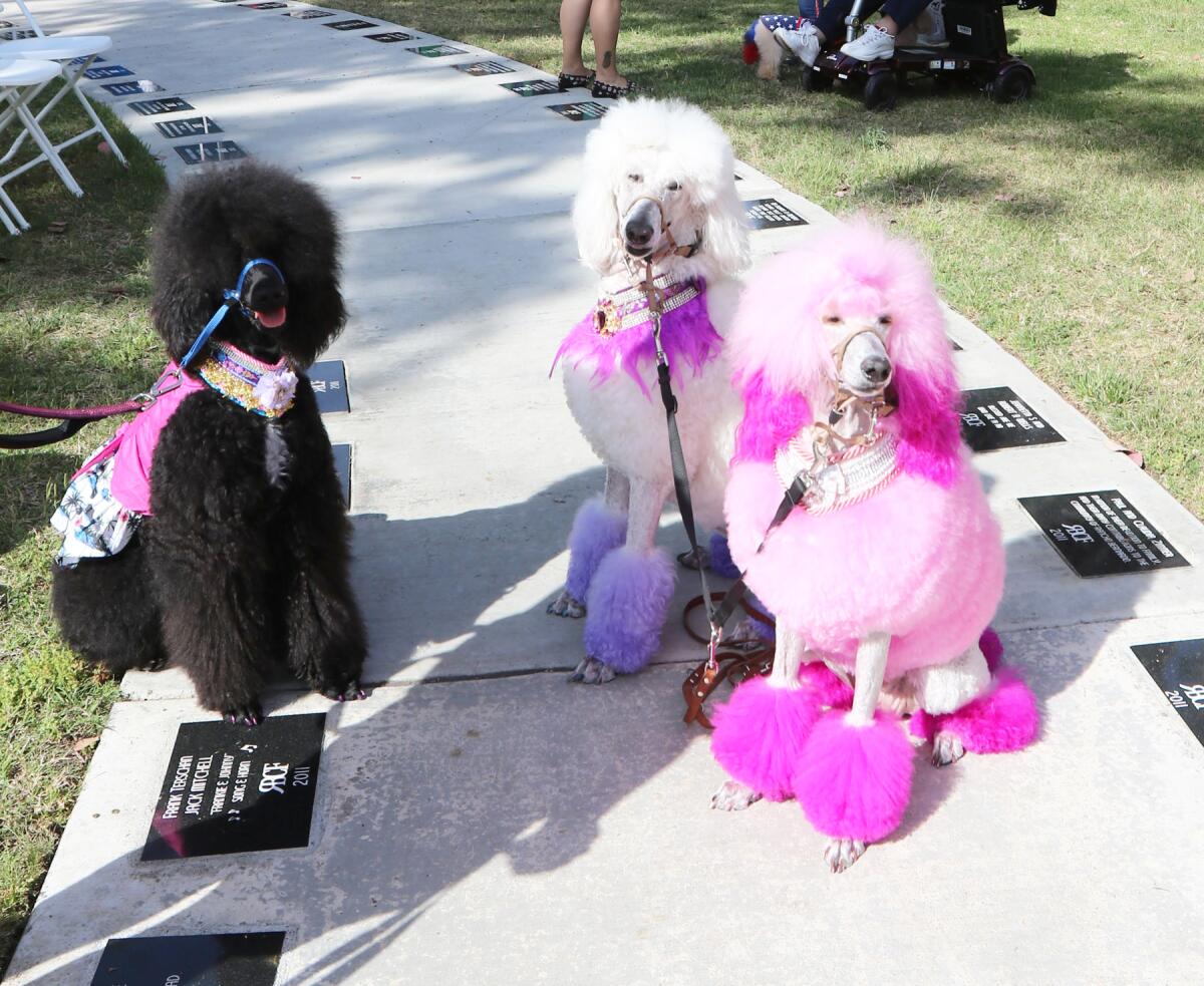 Poodles on Parade participants in 2019.