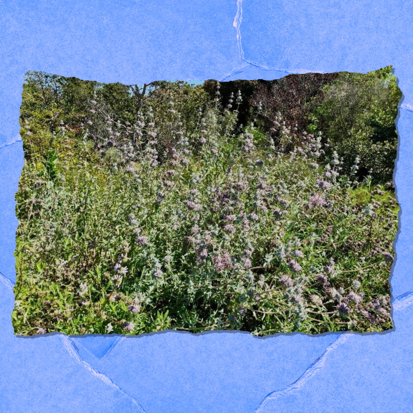 Closeup of a shrub with purple flowers.