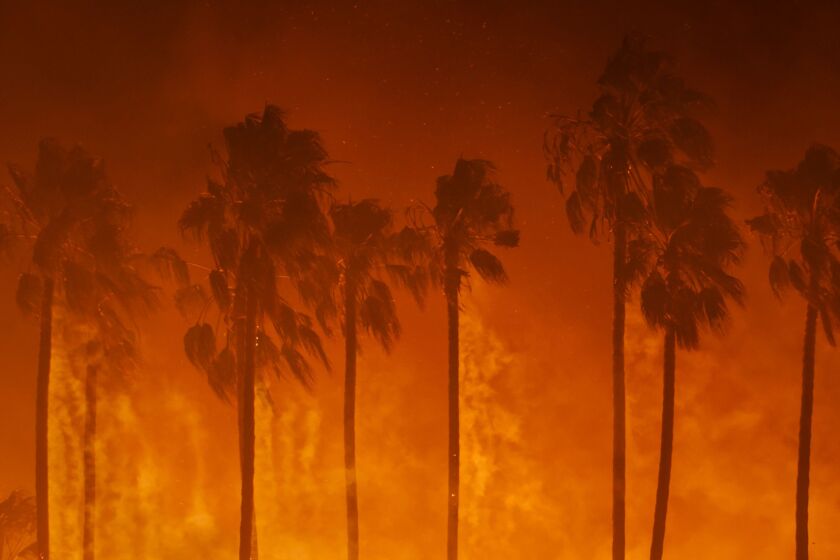 Smoke blows out of the burning palm trees as brush fire threaten homes in Ventura, Calif.