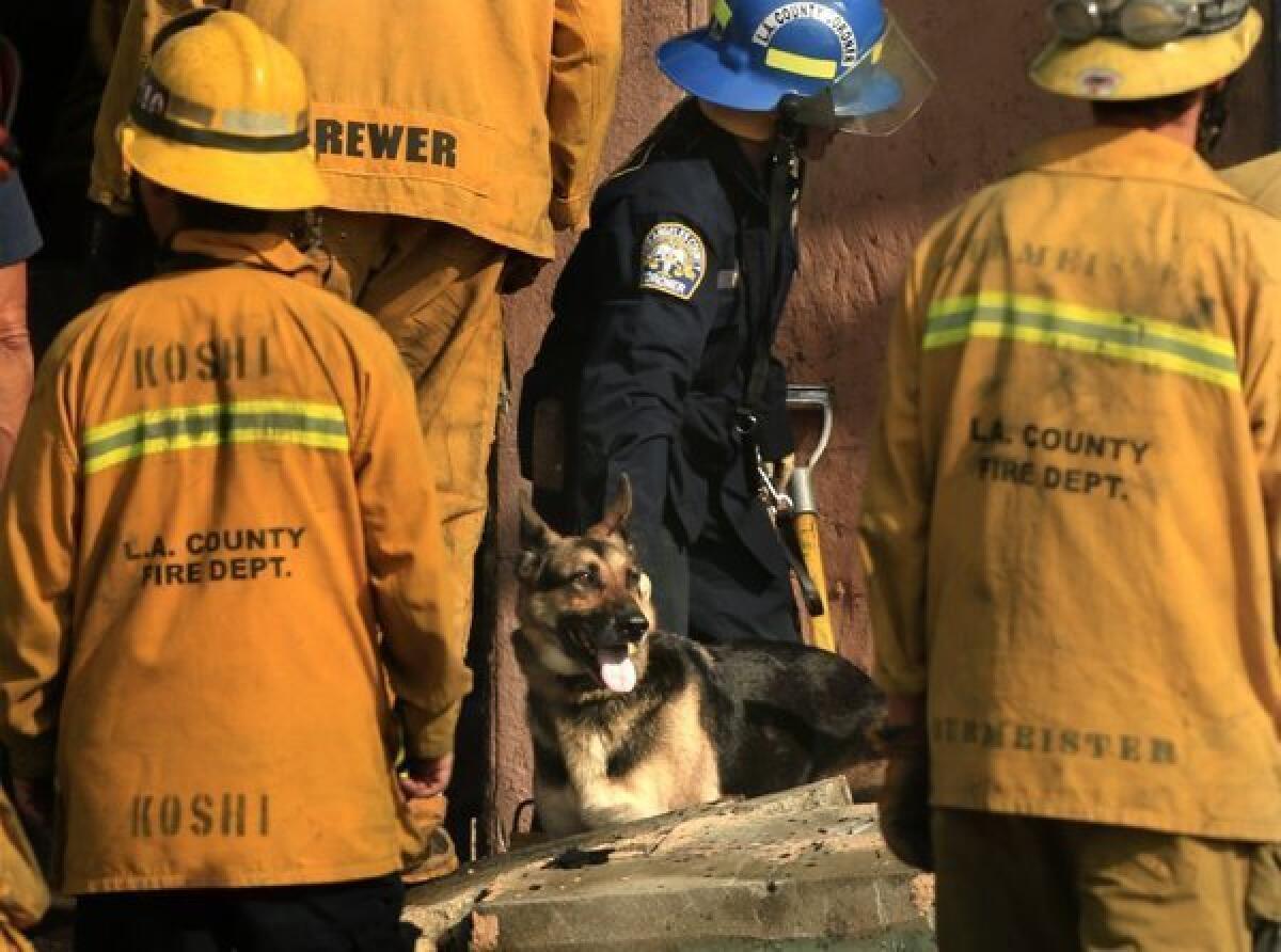 L.A. County coroner K-9 handler Karina Peck guides a dog trained to detect human remains through the rubble of a fire at a mechanic's shop.