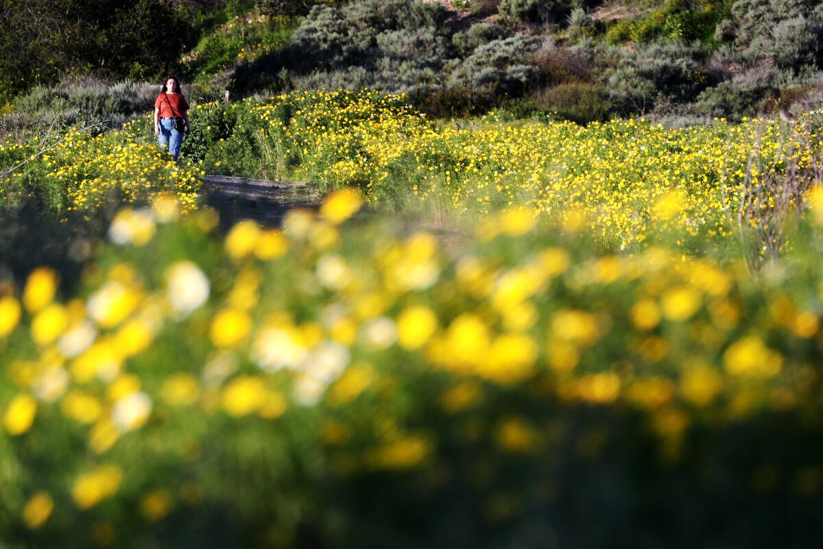 A person walks through fields of flowers