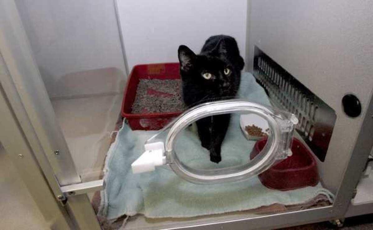 After surviving a fire in Glendale on Monday, the black cat rests in an intensive care oxygen chamber at TLC Pet Medical Center in South Pasadena.