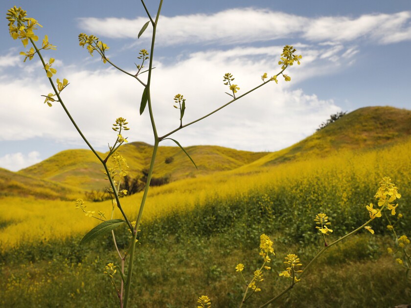 Die leuchtend gelben Blüten der schwarzen Senfpflanze füllen die Hänge von Calabasas entlang des 101 Freeway Korridors.