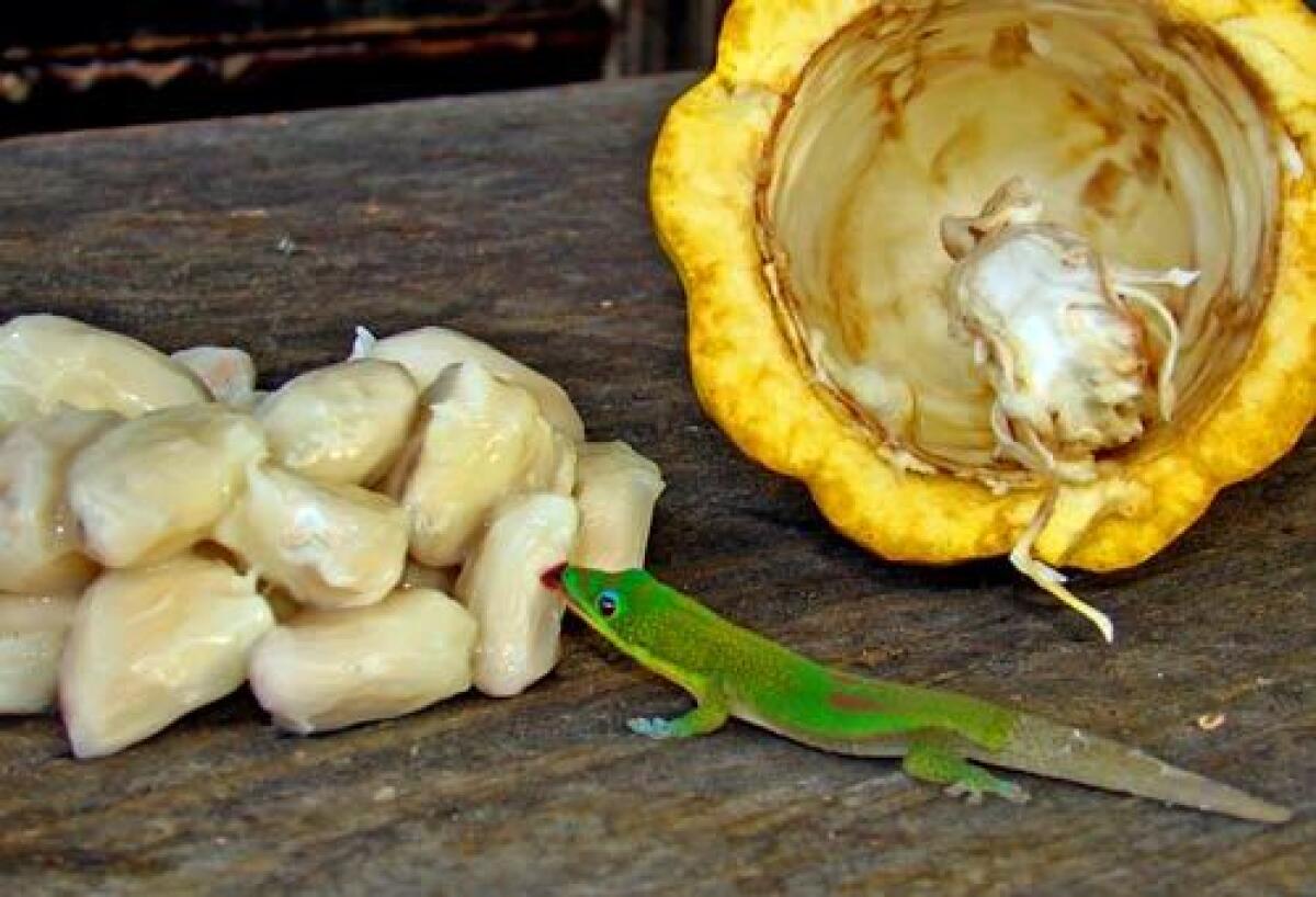 A gecko savors cacao beans on Bob and Pam Cooper's cacao farm on Hawaii's Big Island.