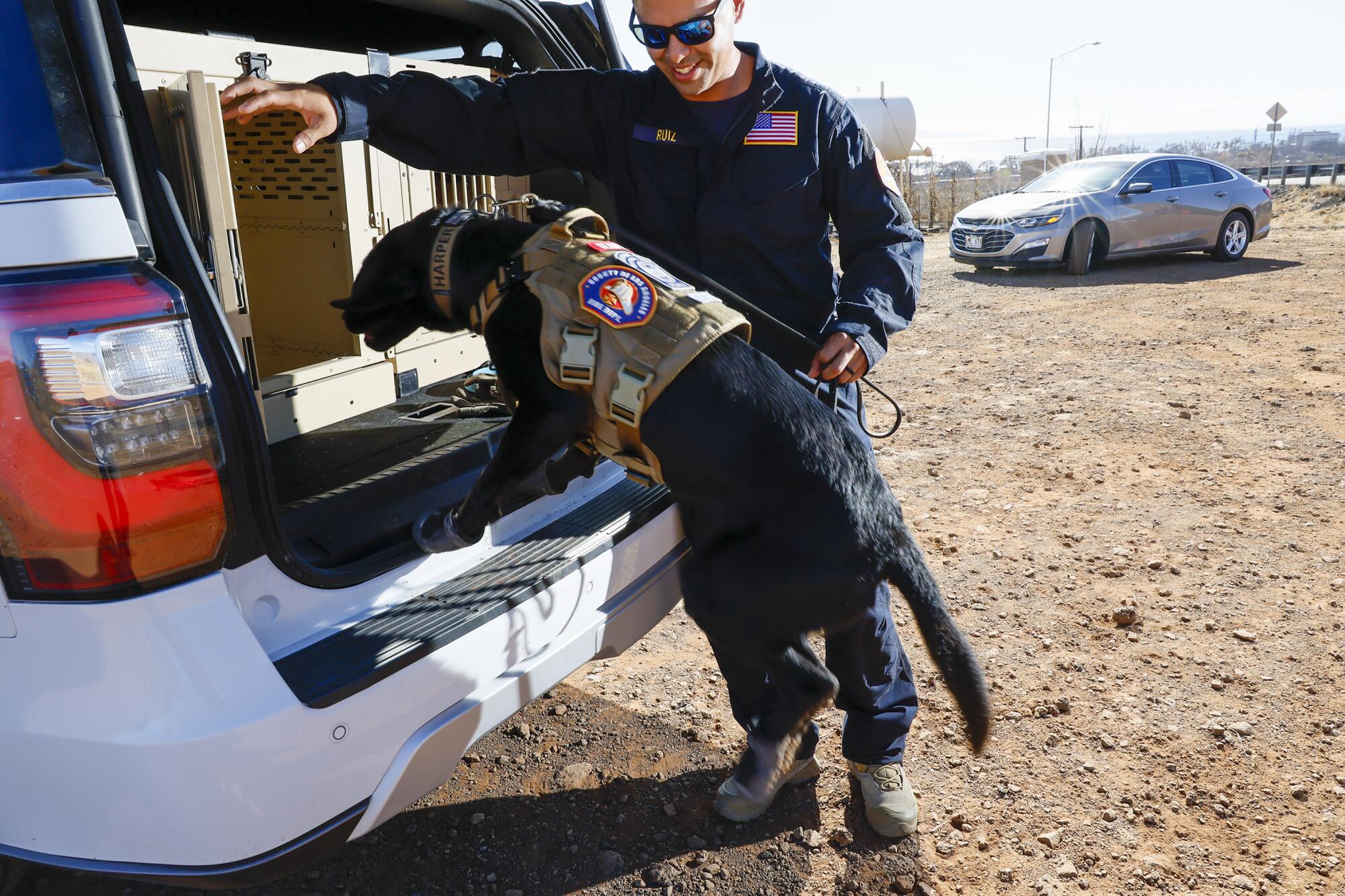 Handler Eddie Ruiz helps Harper jump to her crate