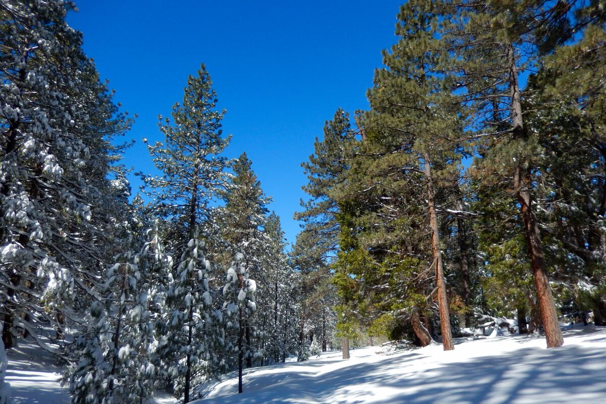Old Country Chico Ravine