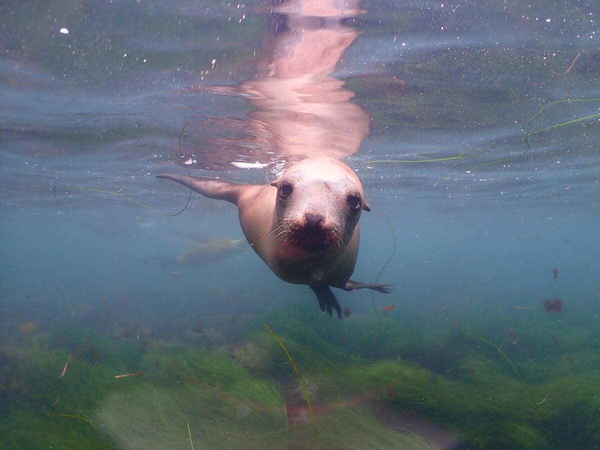 A sea lion underwater