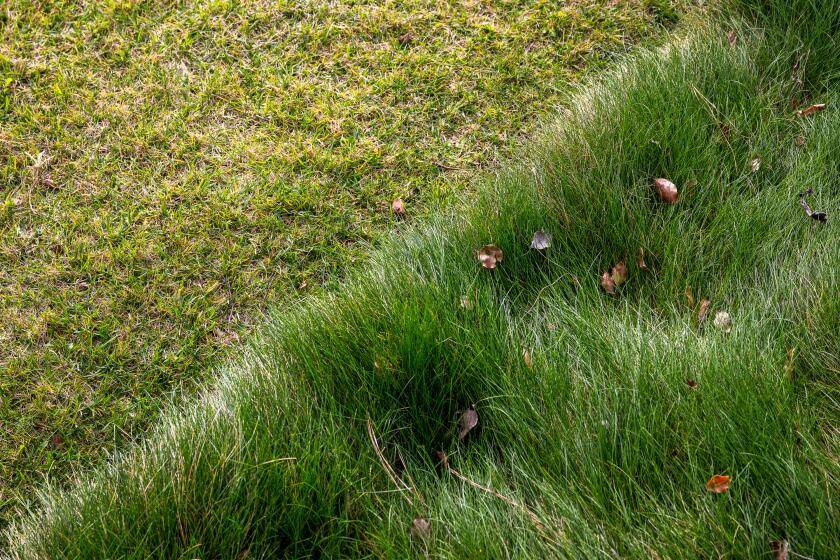 WESTLAKE VILLAGE, CA - Nov. 19, 2024: John Ellis' lawn of native fescue grasses, right, by the lawn of his neighbor's. (Michael Owen Baker / For The Times)