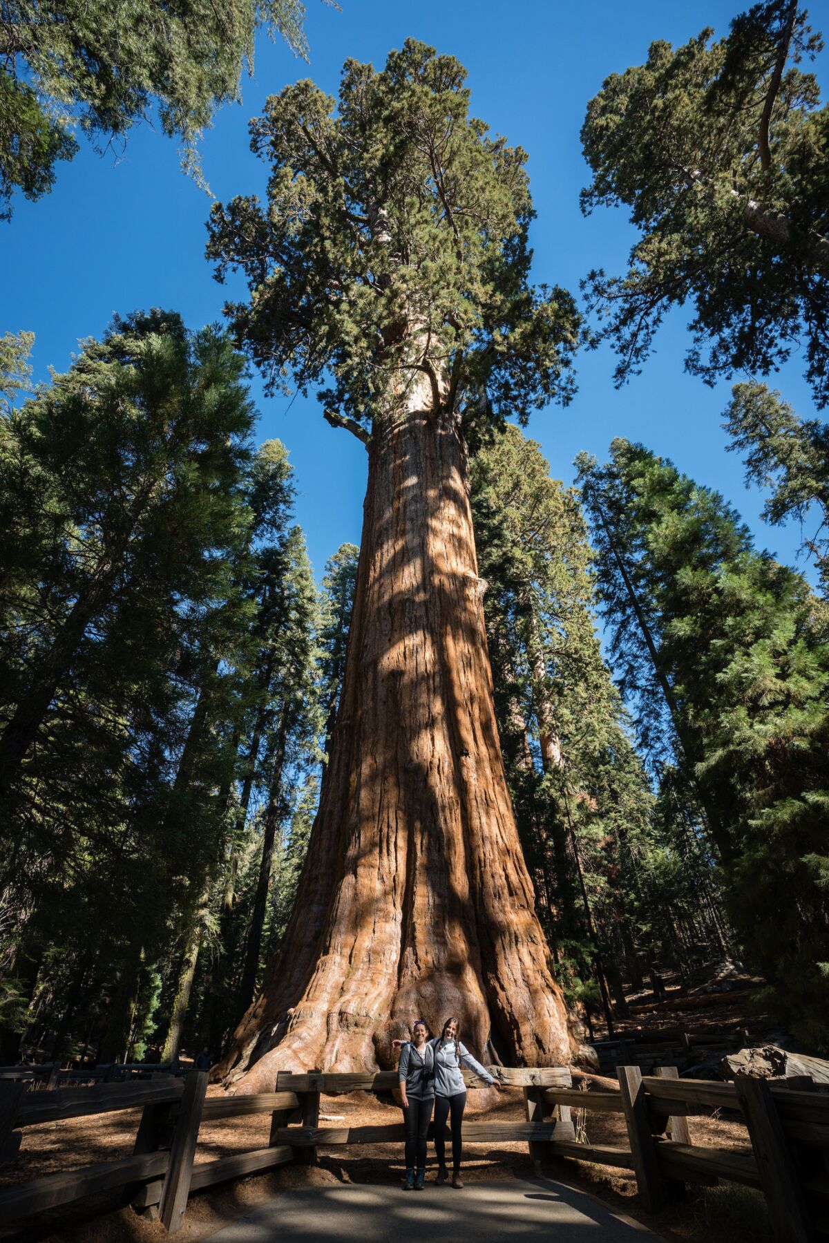 The General Sherman Tree is a giant sequoia in Sequoia National Park.