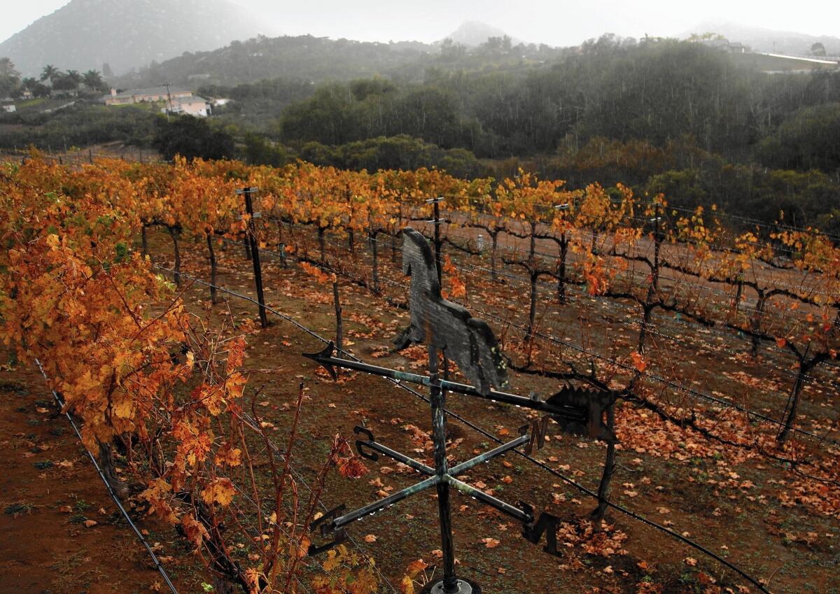 Grapevines are dampened by a November drizzle at Kohill Winery in Ramona.