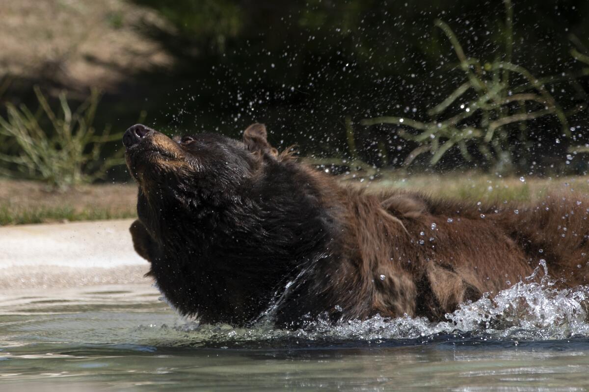 A black bear named Maddie takes a dip in an enclosure at the Lions, Tigers & Bears sanctuary near Alpine.