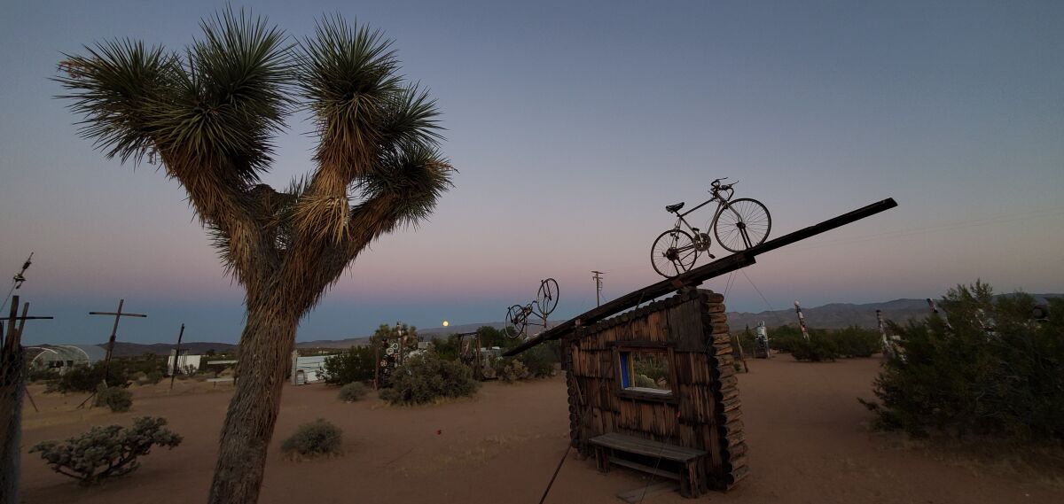 Behind a Joshua tree, a bicycle is balanced on a long piece of wood at a sloping angle atop a small shed.