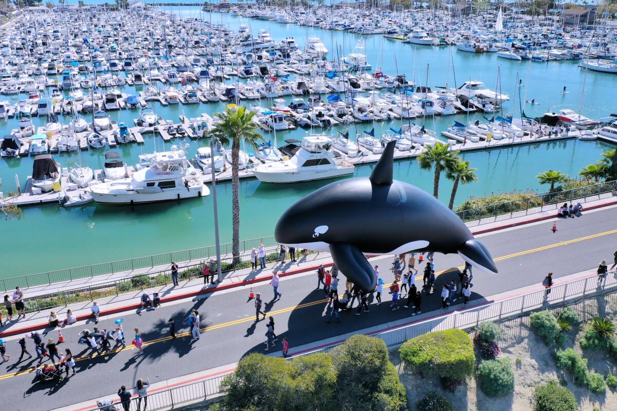 People parade an inflatable orca down a street that runs along a harbor filled with docked boats
