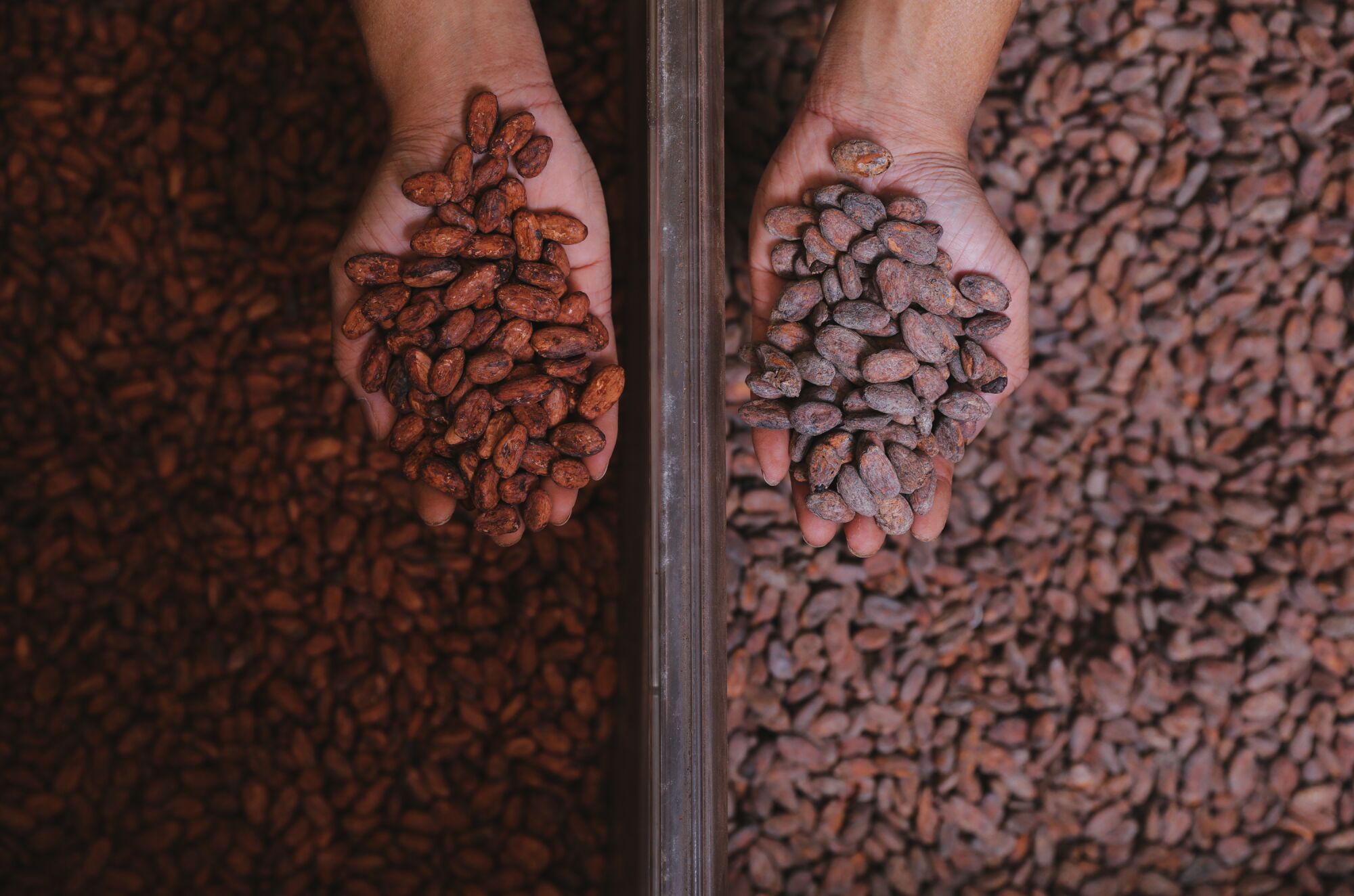 Hands holding up coffee beans from two side-by-side bins