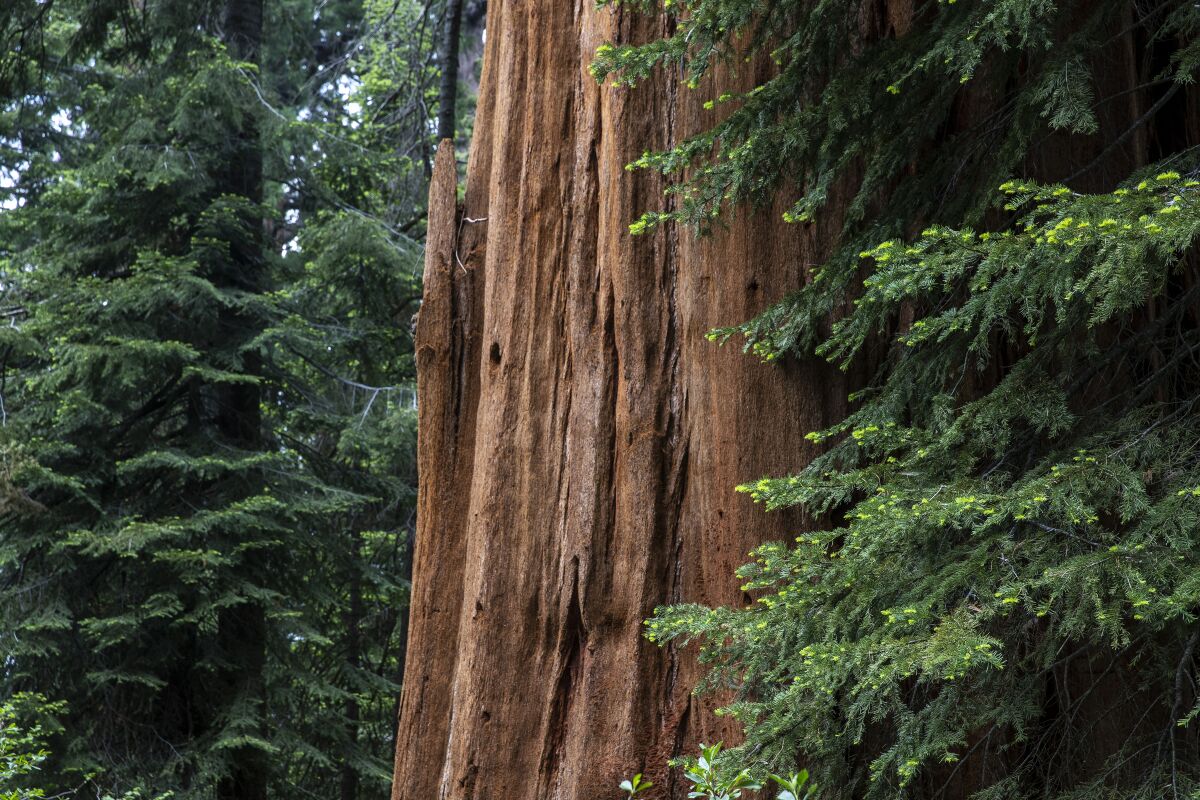 The Stagg Tree, a giant sequoia in the Alder Creek Grove.
