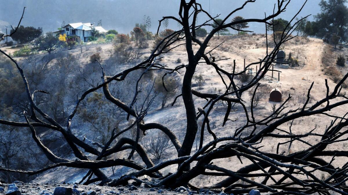 The 2017 Thomas fire that burned in Ventura and Santa Barbara counties left behind vast swaths of charred landscape like this area in Upper Rincon Canyon.